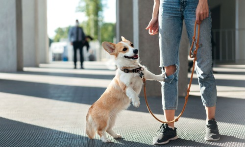 a dog on a leash Close to it All